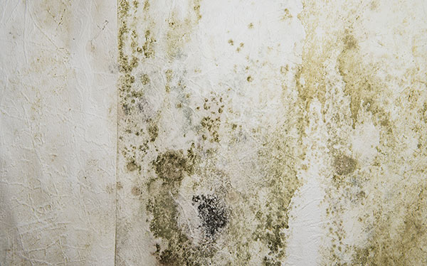 Mould on wall